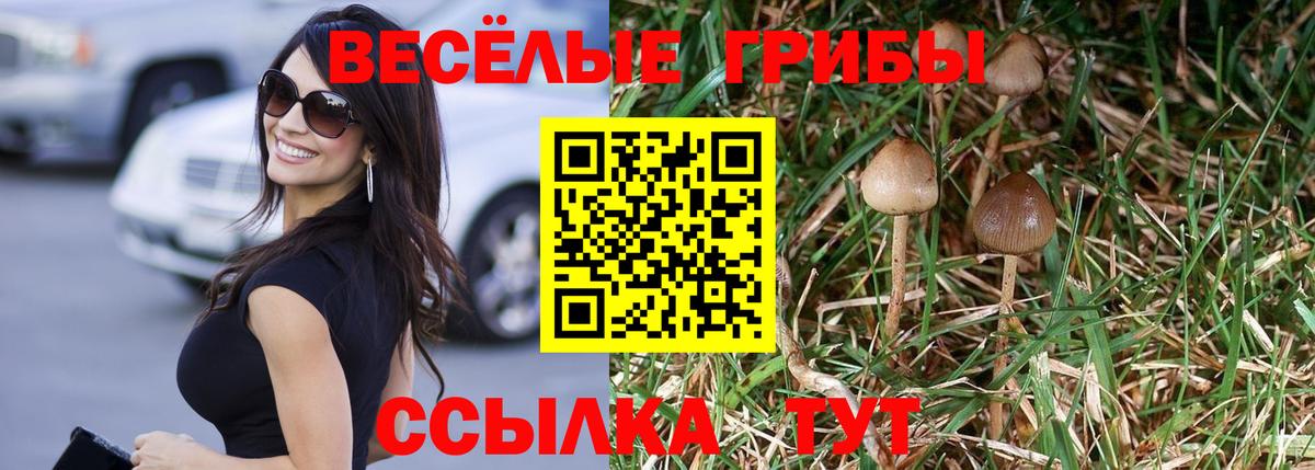 Галлюциногенные грибы Psilocybe  Краснодар 